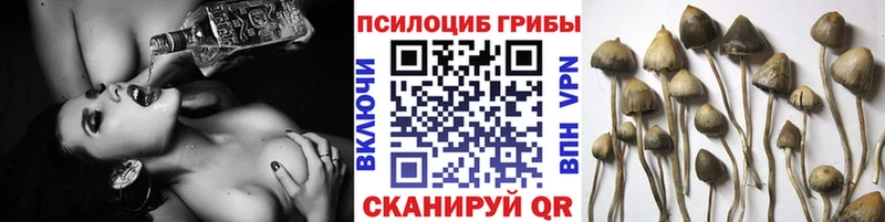 Псилоцибиновые грибы Cubensis Миллерово